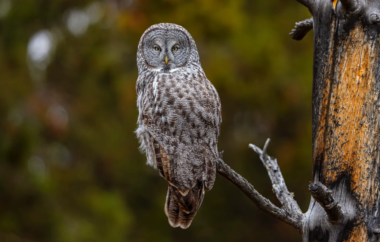 Photo wallpaper look, trees, nature, owl, bird, bitches, bokeh, owl