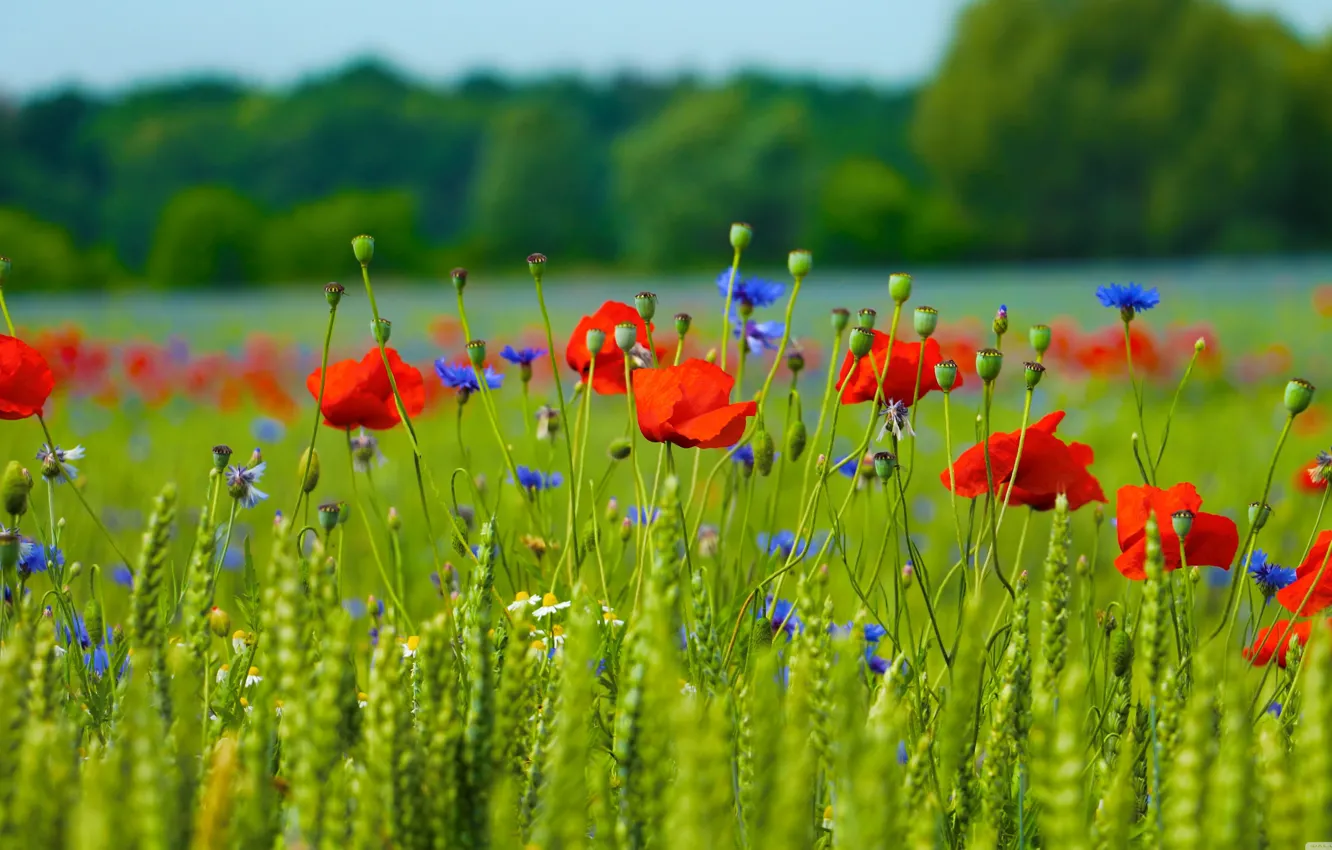 Photo wallpaper wheat, greens, flowers, red, Maki, ears, cornflowers, poppy field