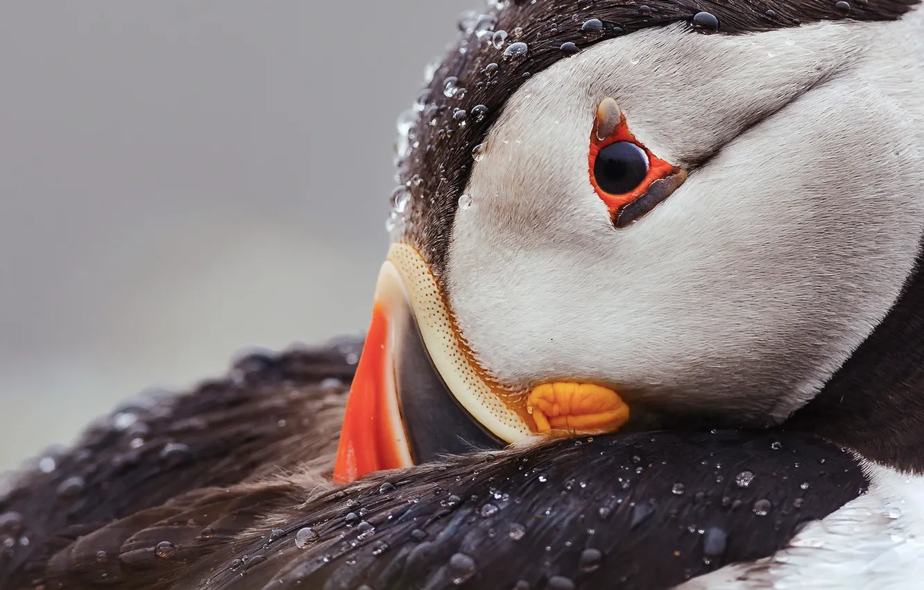 Photo wallpaper drops, background, bird, portrait, feathers, stalled, Atlantic puffin, Fratercula arctica