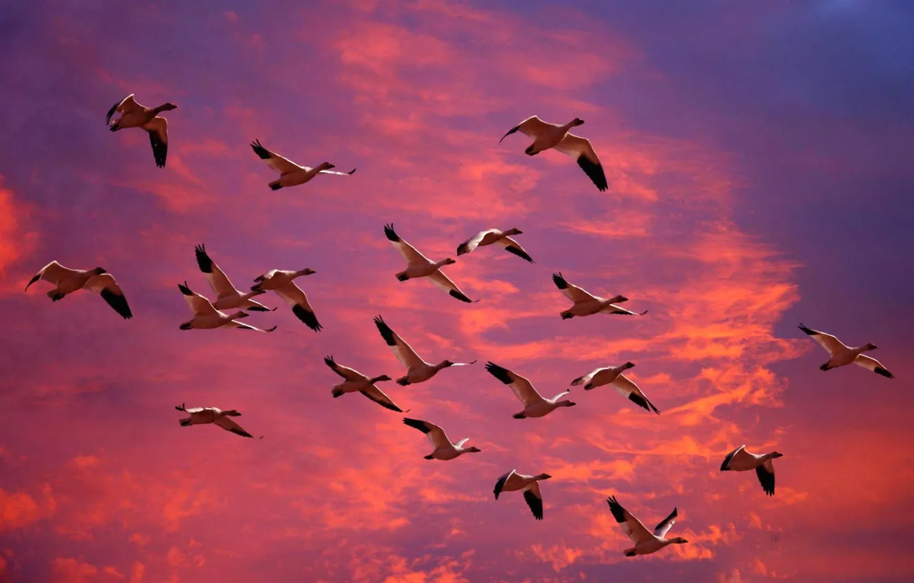 Photo wallpaper the sky, clouds, flight, landscape, sunset, nature, animal, glow