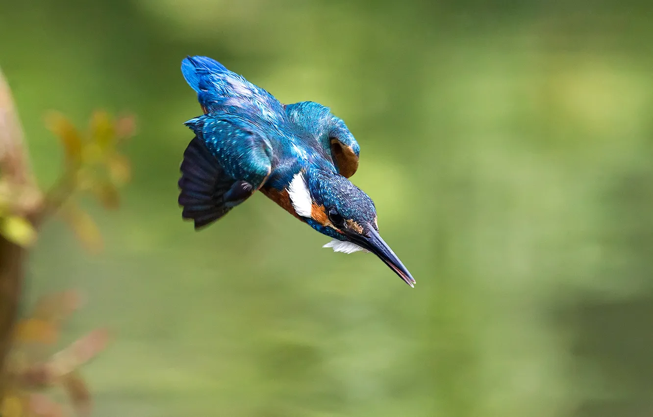 Photo wallpaper flight, bird, wings, beak, Kingfisher