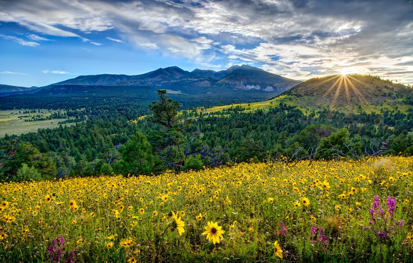 Photo wallpaper flowers, mountains, sunrise, dawn, valley, meadow, panorama, AZ