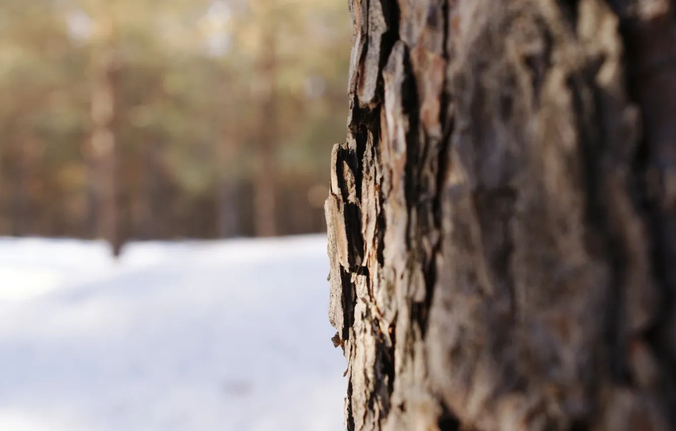 Photo wallpaper macro, snow, trees, bark