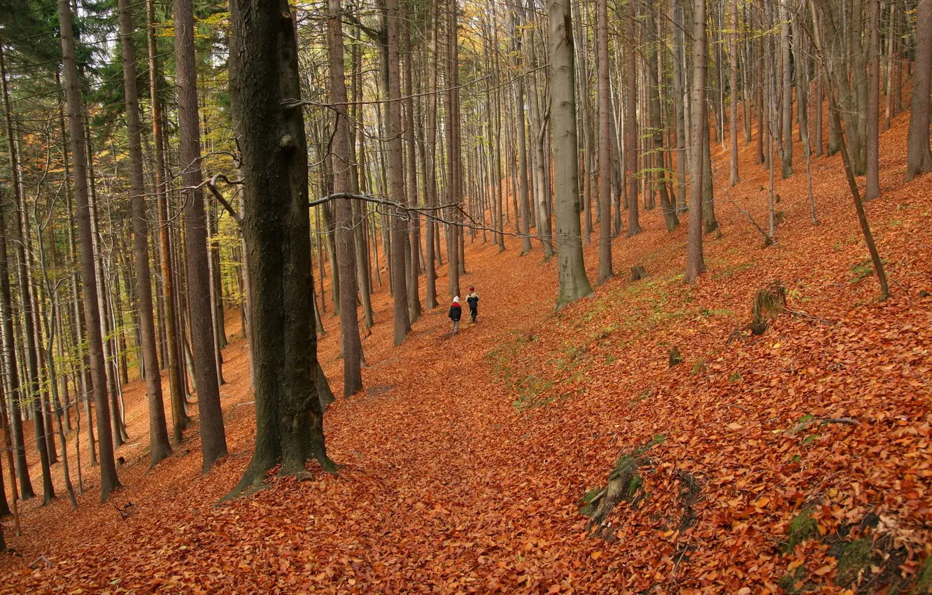 Photo wallpaper autumn, forest, walk