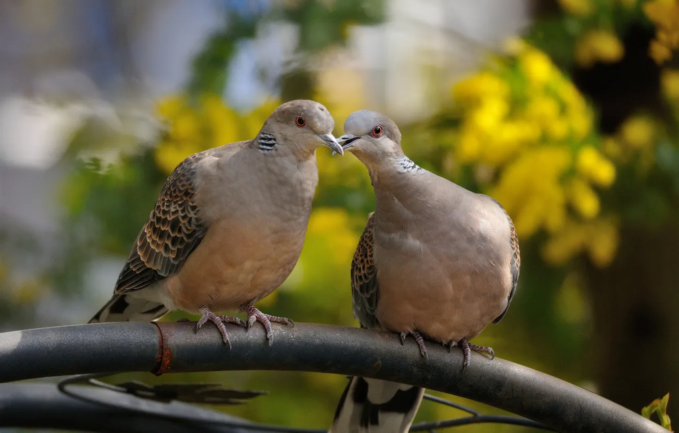 Photo wallpaper birds, spring, pipe, pair, the time