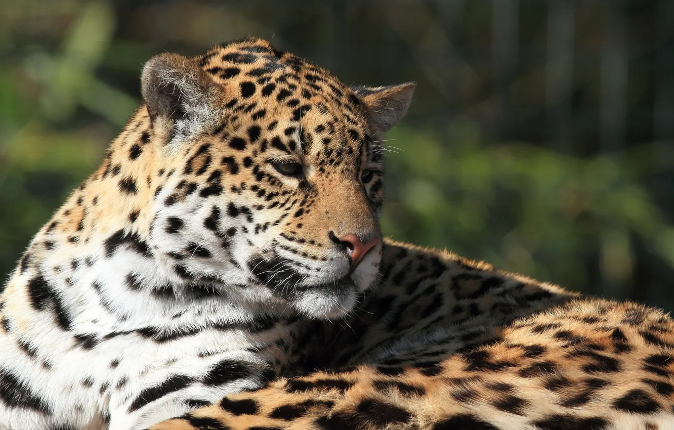 Photo wallpaper face, stay, Jaguar, wild cat