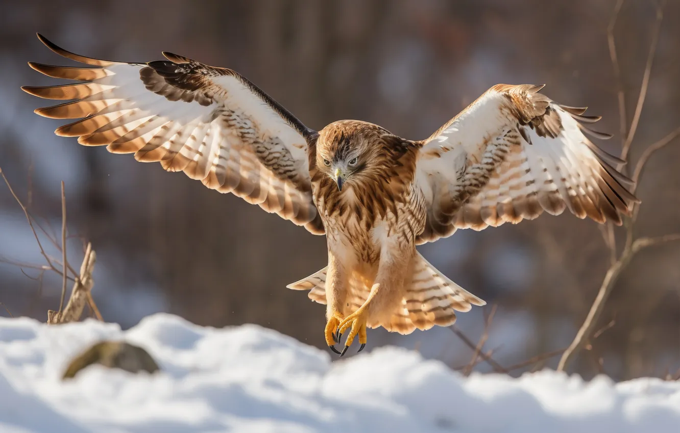 Photo wallpaper bird, snow, predator, hawk, hunting