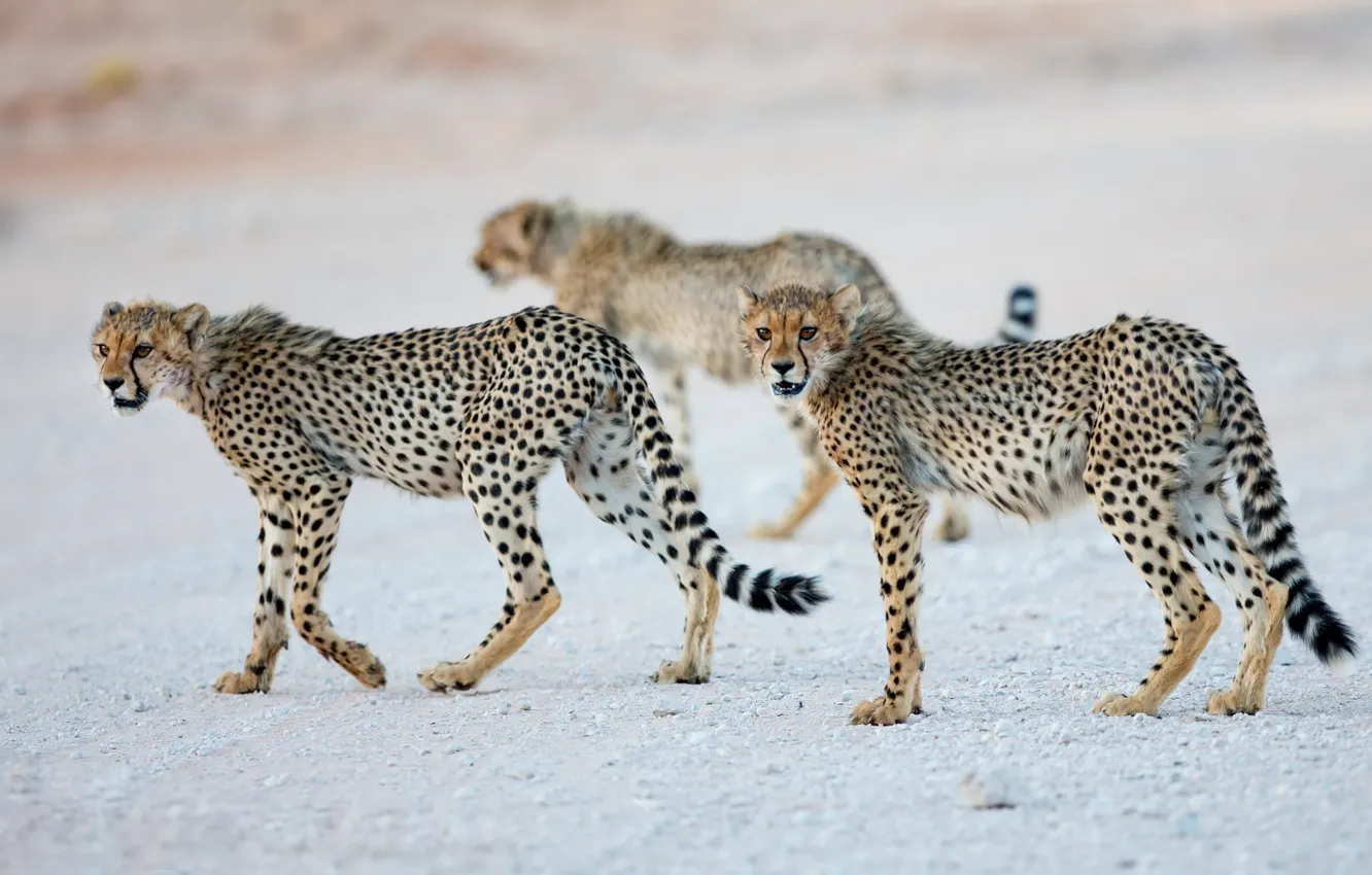 Photo wallpaper nature, animals, Cheetah cubs