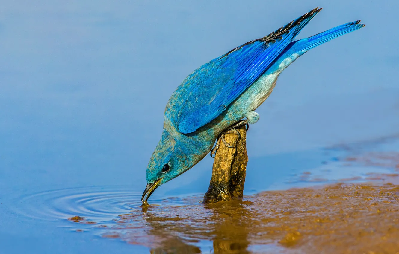 Photo wallpaper water, bird, beak, blue sialia