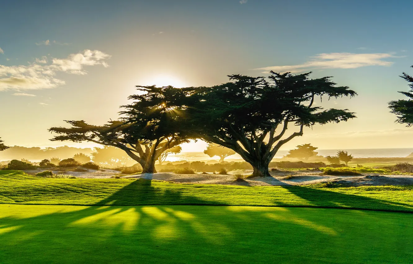 Photo wallpaper field, grass, trees, sunset, CA, USA