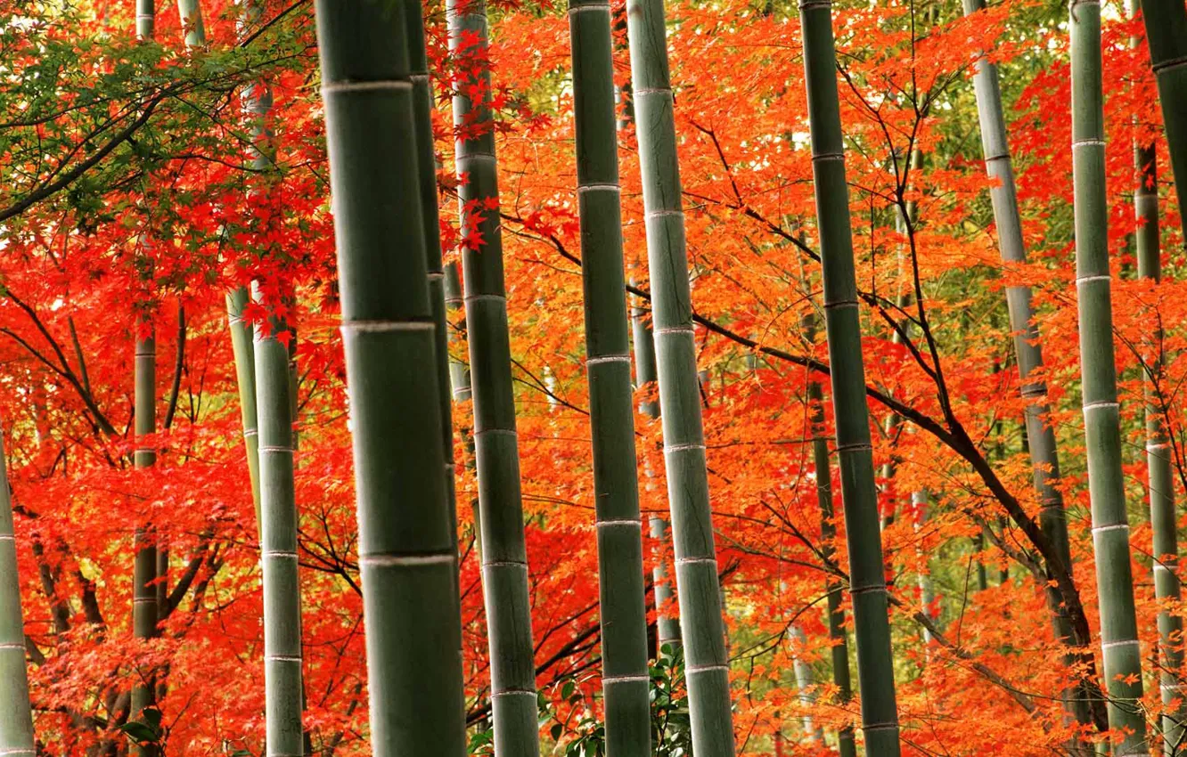 Photo wallpaper autumn, bamboo, Japan, Kyoto, the Arashiyama Park