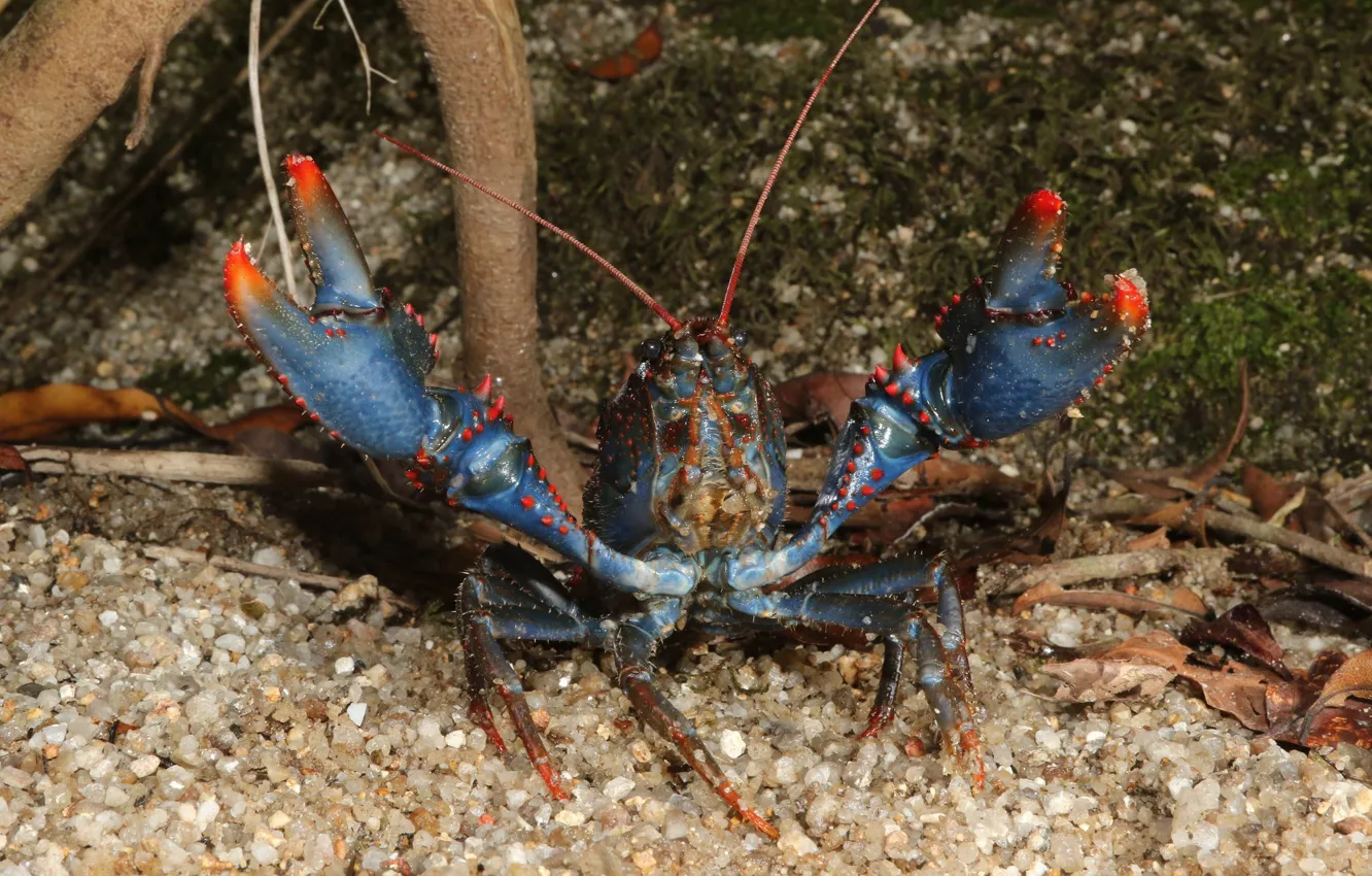 Photo wallpaper blue, claws, alertness, cancers