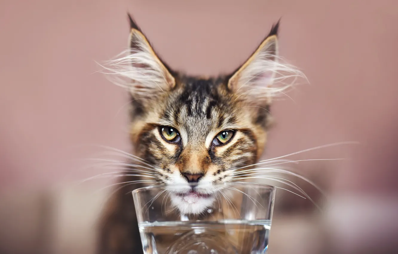 Photo wallpaper cat, cat, mustache, look, glass, water, glass, thirst