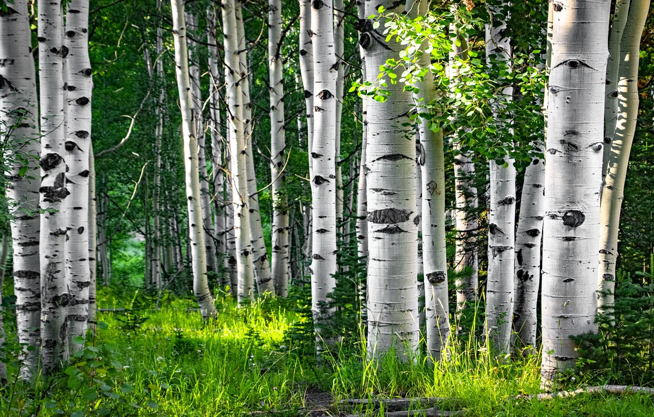 Photo wallpaper greens, forest, branches, nature, foliage, trunk, grove, aspen