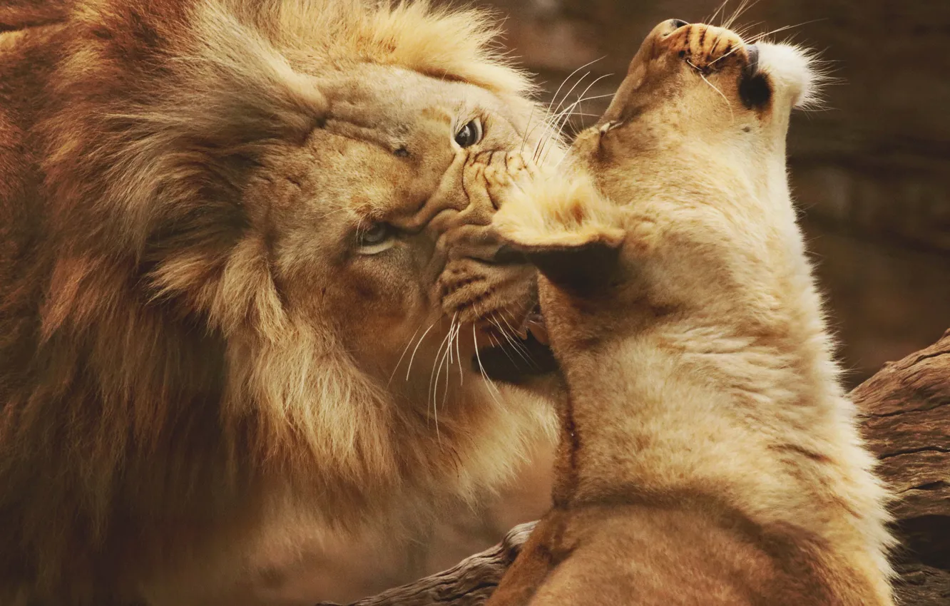 Photo wallpaper love, predator, Leo, wild cats, lioness