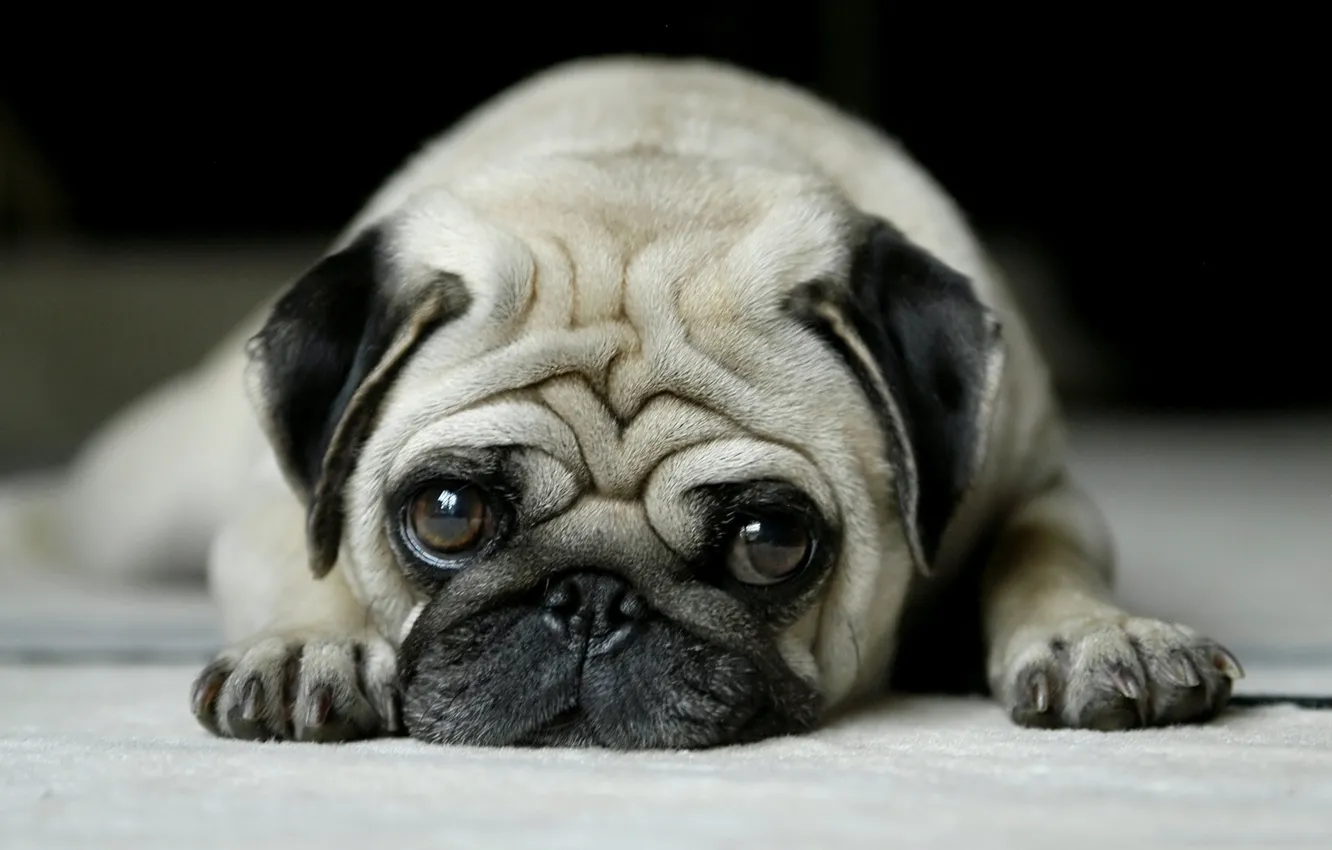 Photo wallpaper eyes, face, pug