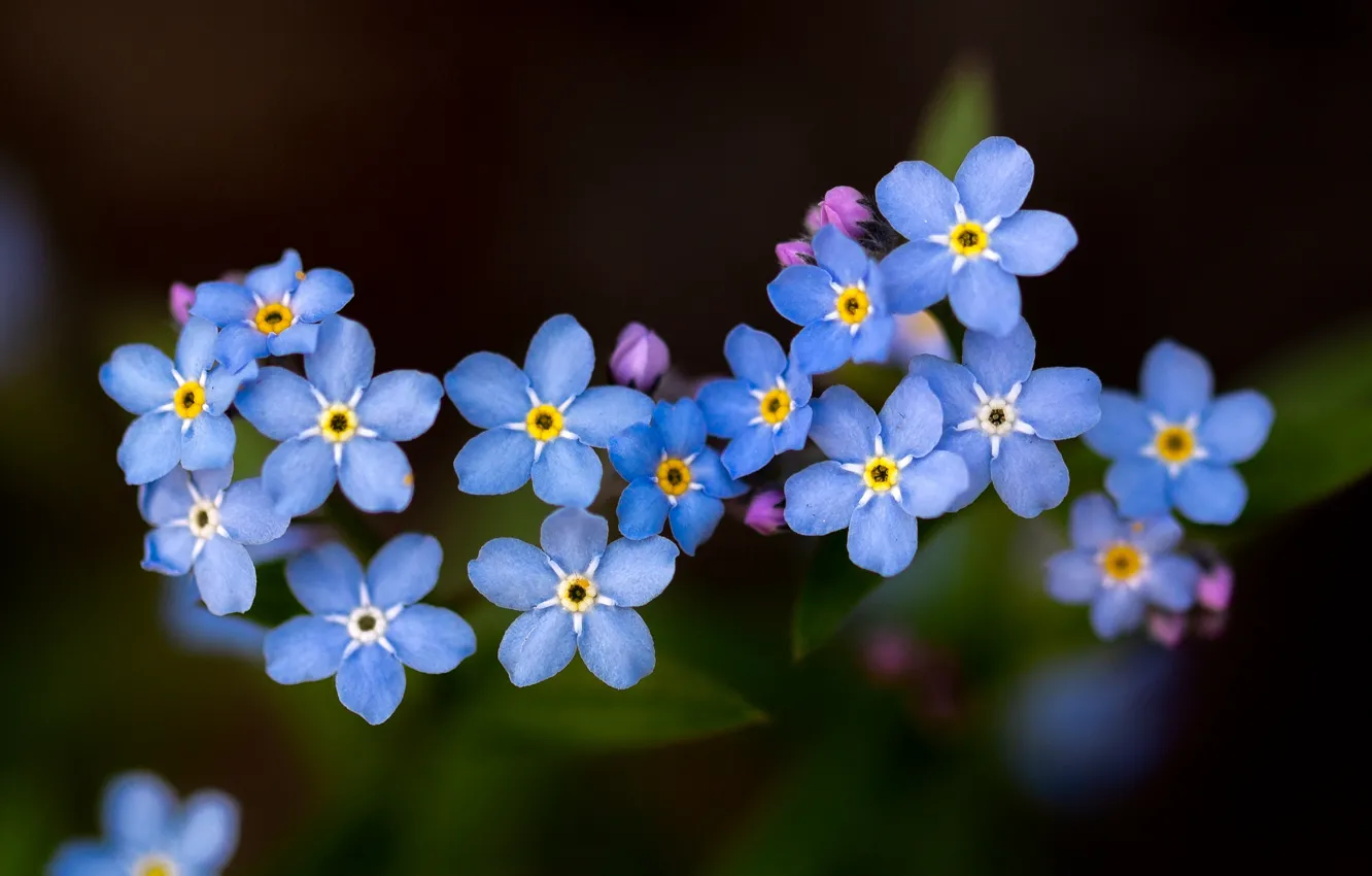 Photo wallpaper macro, background, flowers, forget-me-nots