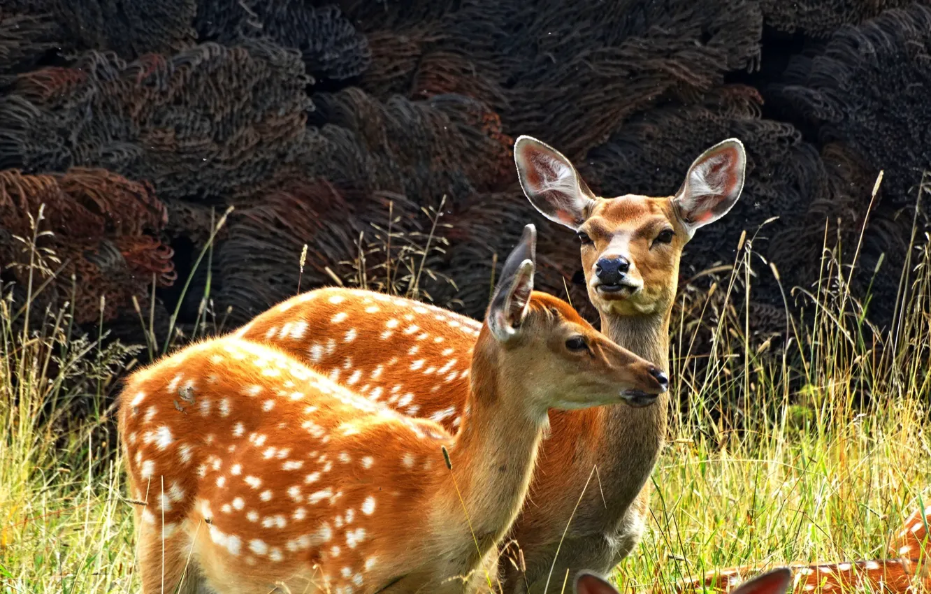 Photo wallpaper grass, nature, deer