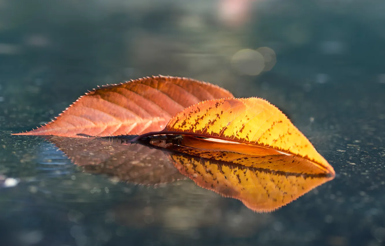 Photo wallpaper autumn, leaves, water, light, orange, yellow, nature, reflection