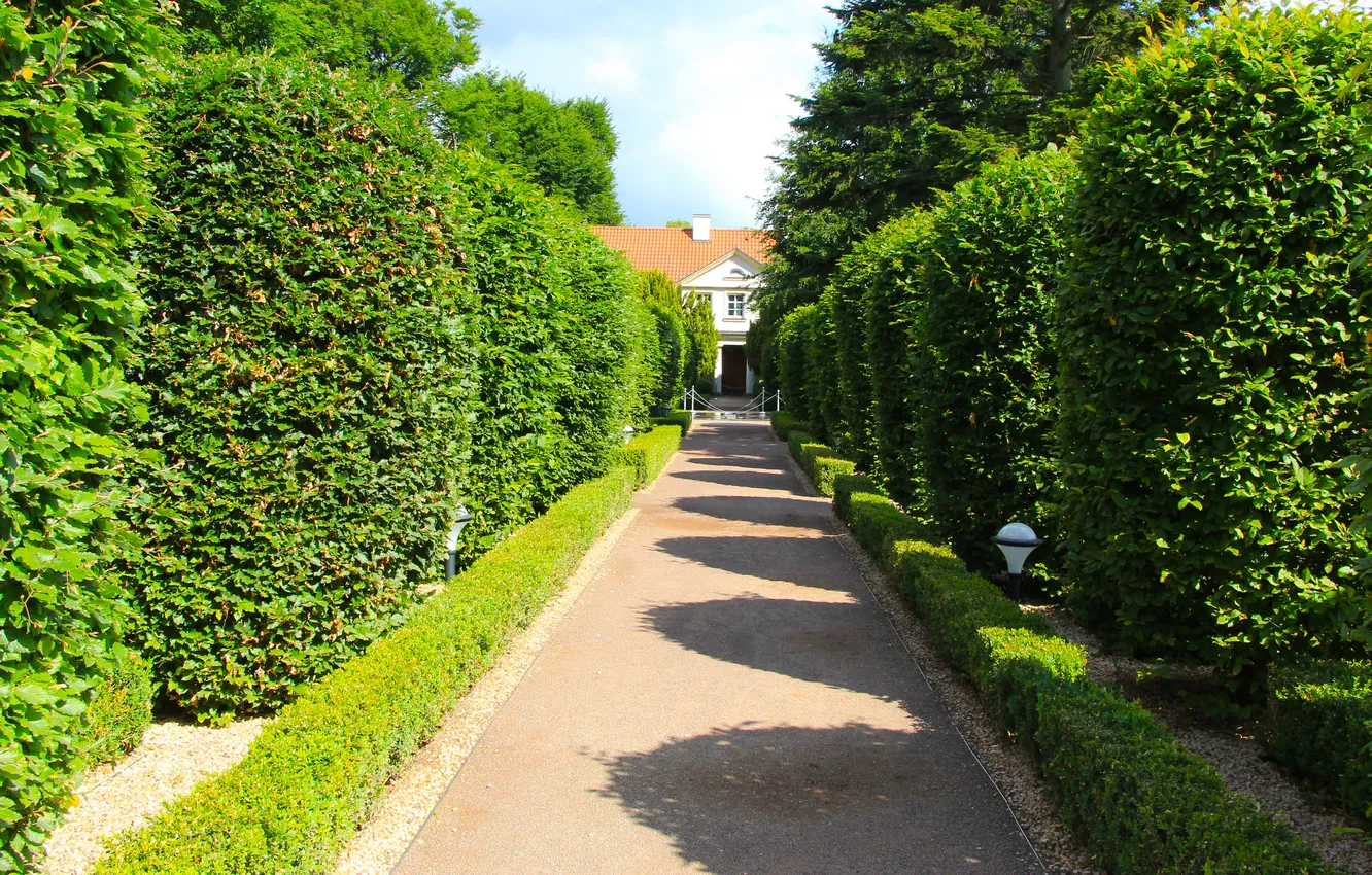 Photo wallpaper trees, park, alley