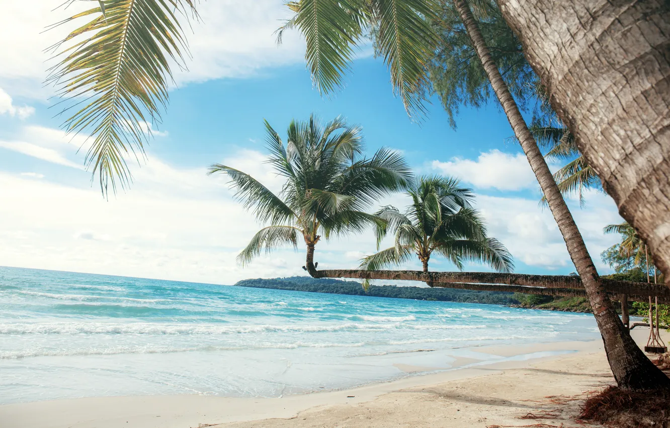Photo wallpaper sand, sea, beach, summer, palm trees, summer, beach, sea