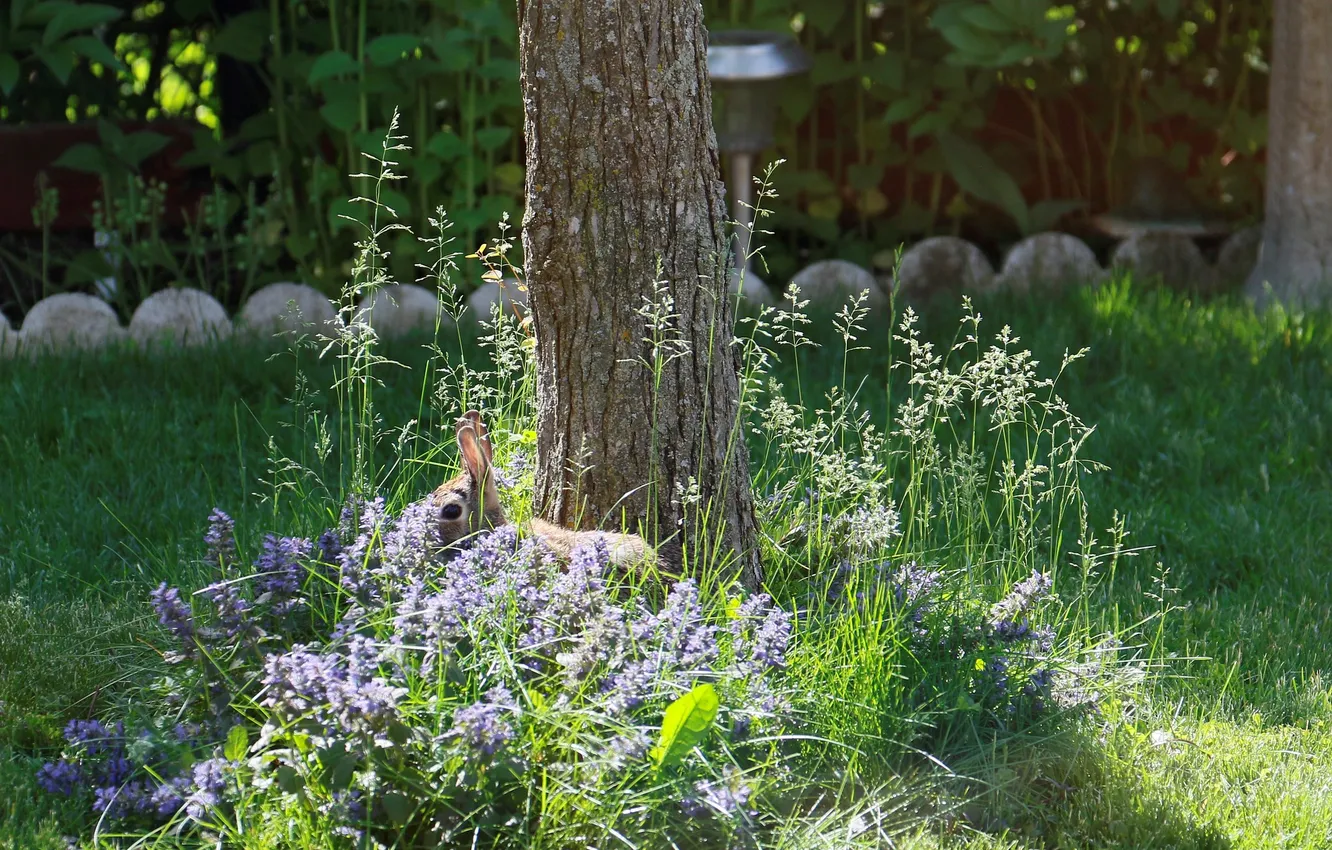 Photo wallpaper grass, trees, hare, hide and seek