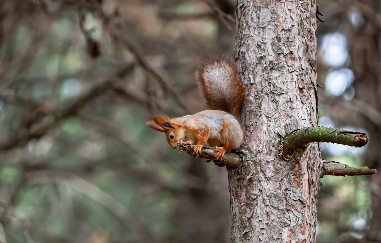 Photo wallpaper trees, branches, nature, protein, trunk, bitches, bitches, bokeh