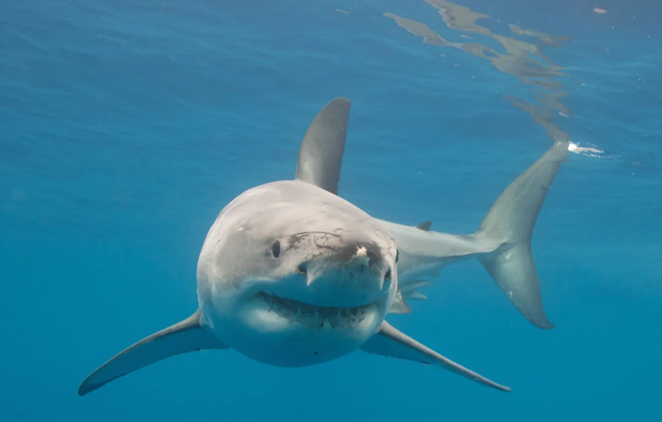 Photo wallpaper underwater, great, nature, white, water, animal, background, shark