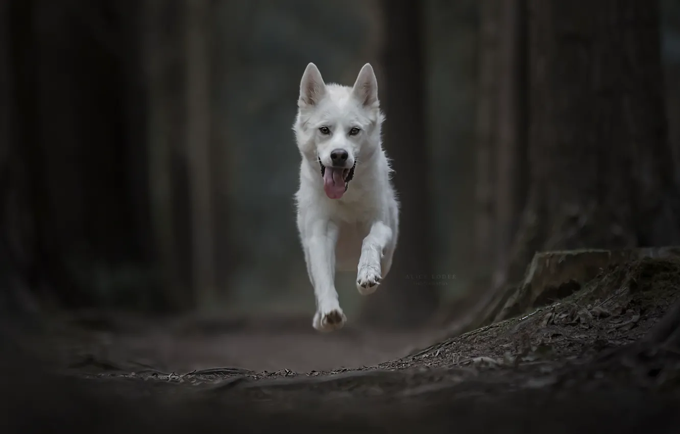 Photo wallpaper dog, running, flight, bokeh, Gerberian Shepsky