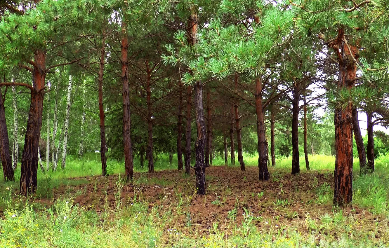 Photo wallpaper forest, summer, glade, bumps, pine, Siberia