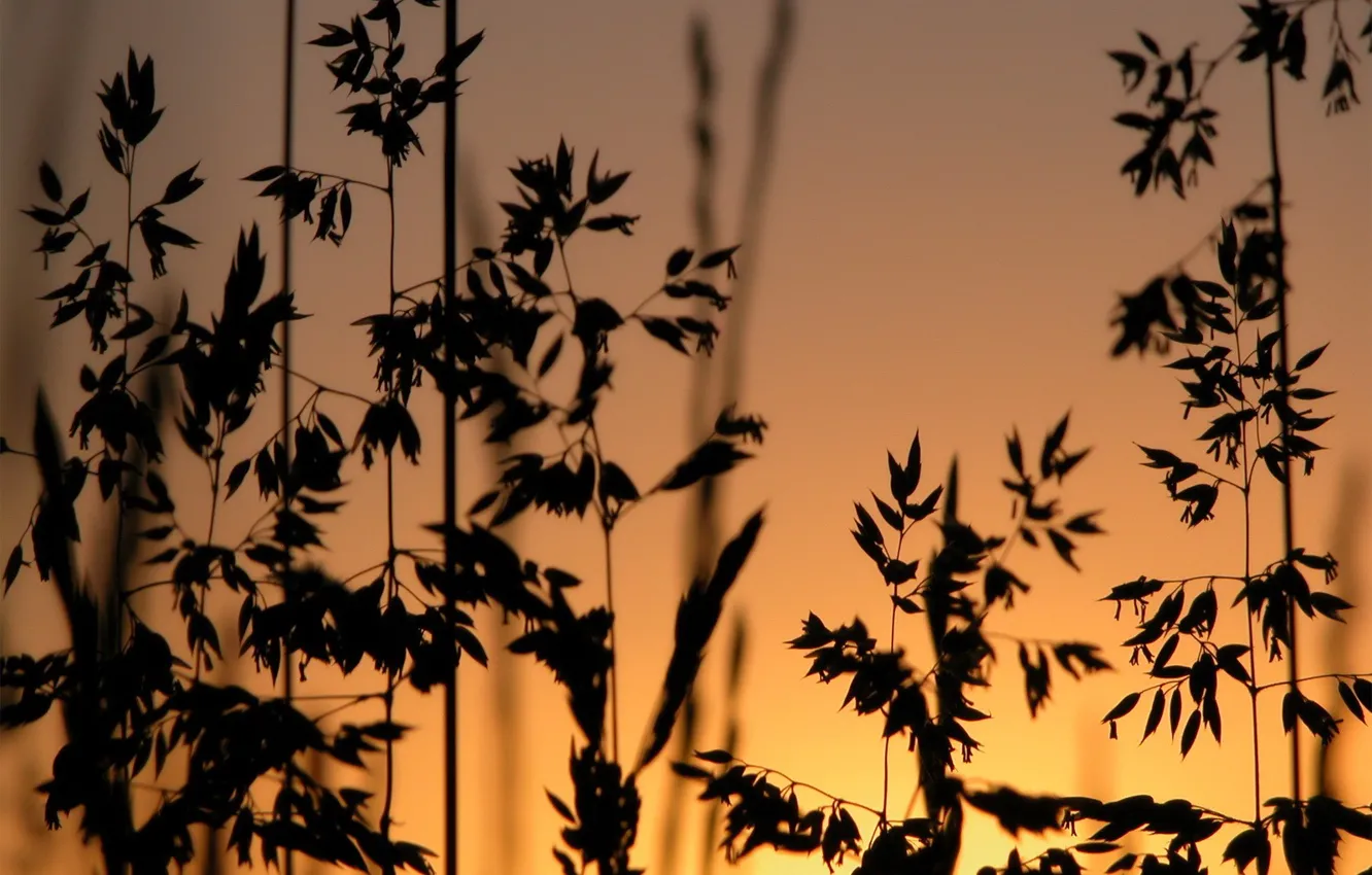 Photo wallpaper grass, sunset