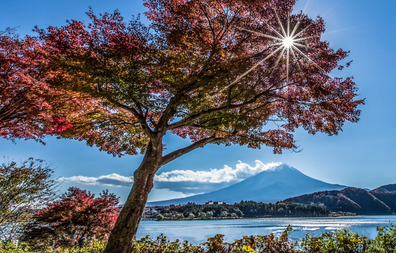 Photo wallpaper autumn, lake, tree, mountain, Japan, Fuji
