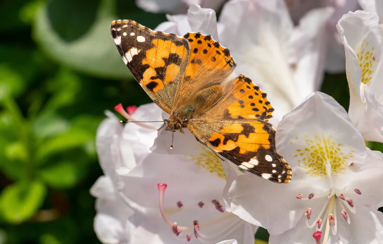 Photo wallpaper macro, flowers, butterfly
