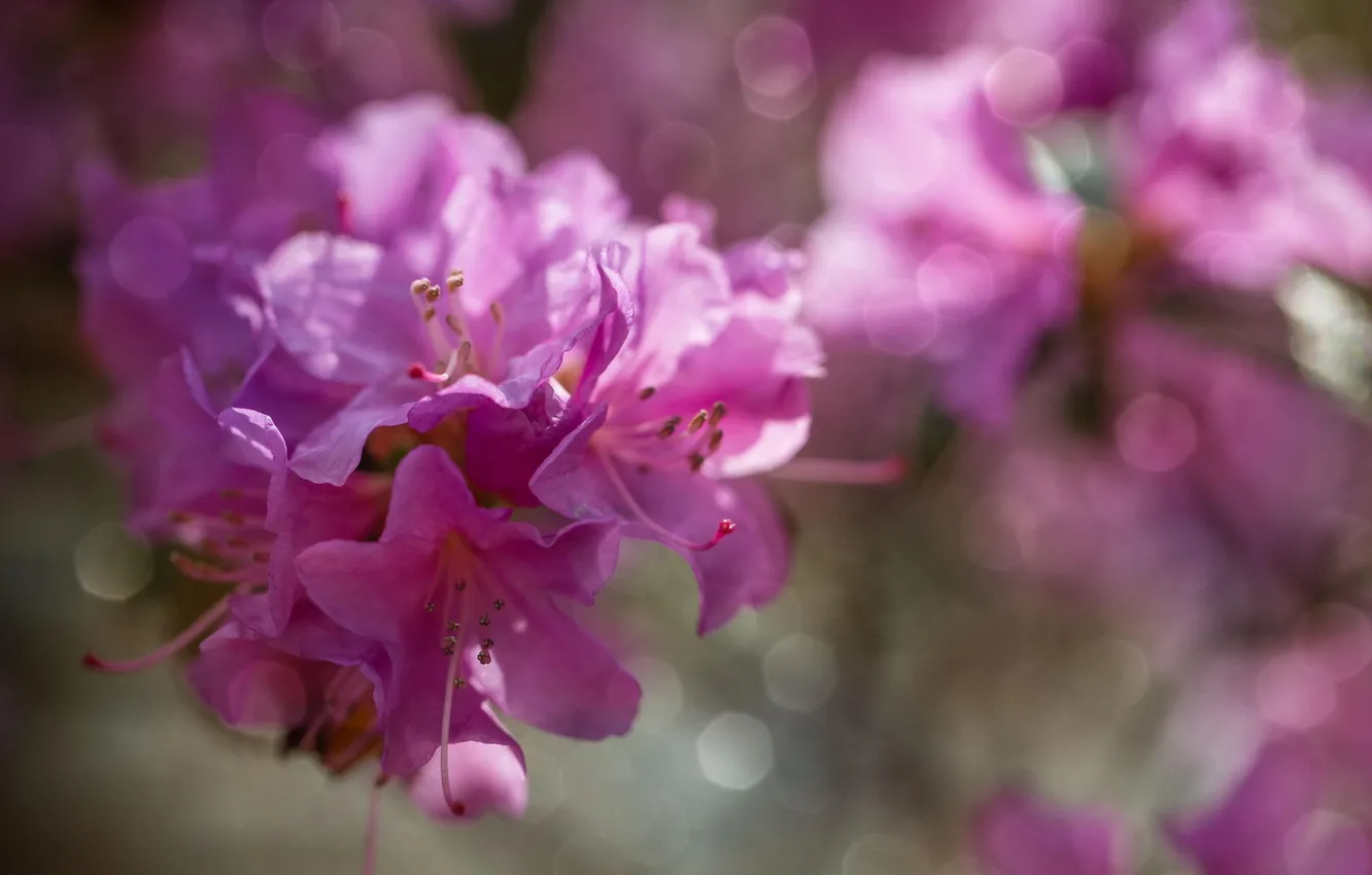 Photo wallpaper flowers, pink, Azalea, rhododendrons