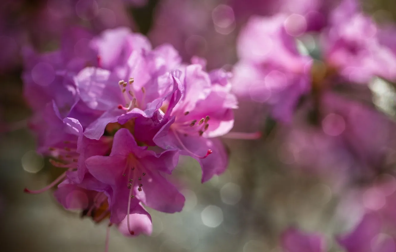 Photo wallpaper flowers, pink, rhododendron, Azalea