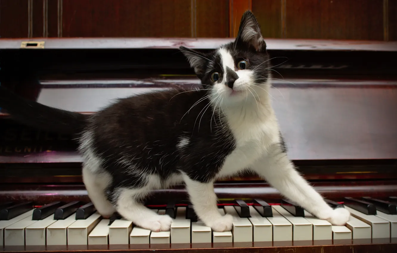 Photo wallpaper keys, kitty, piano