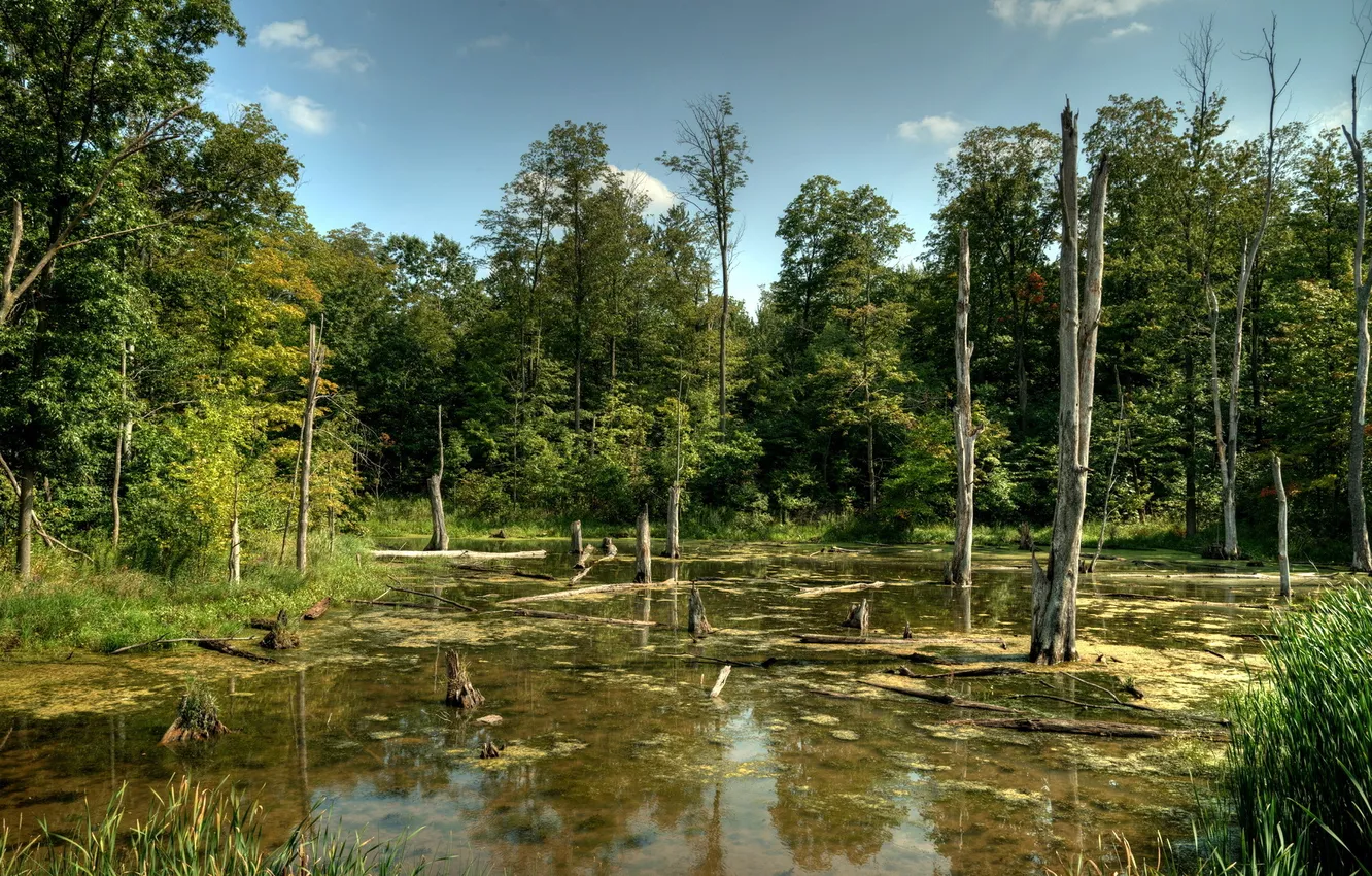 Photo wallpaper forest, summer, nature