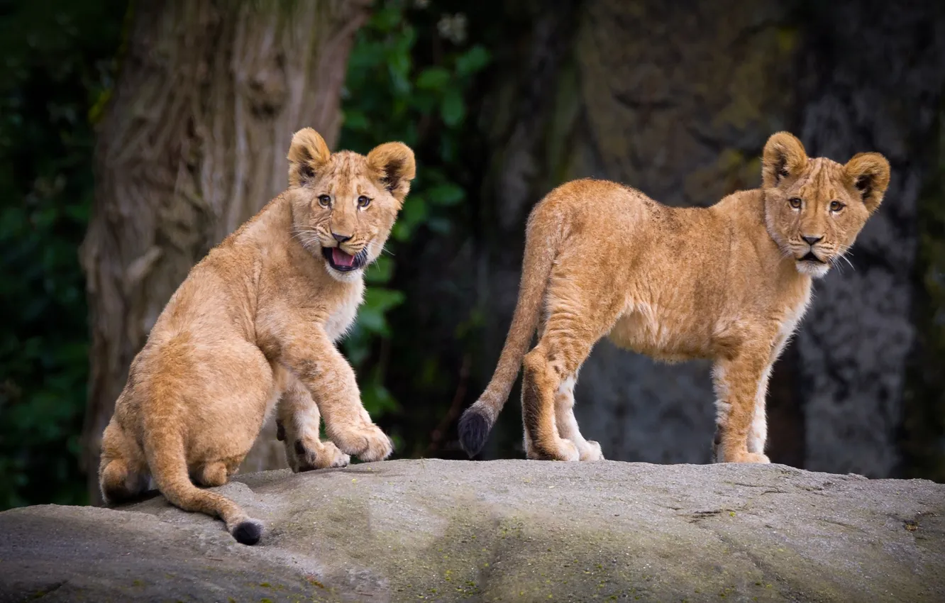 Photo wallpaper cat, animal, predator, zoo, lion