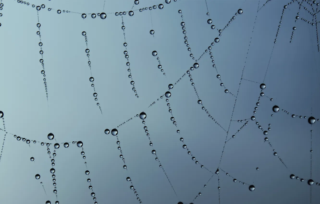 Photo wallpaper the sky, drops, macro, Rosa, web, thread
