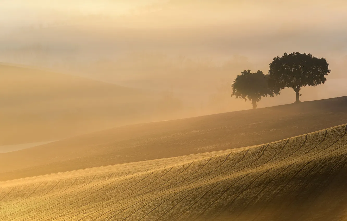 Photo wallpaper field, landscape, fog, morning