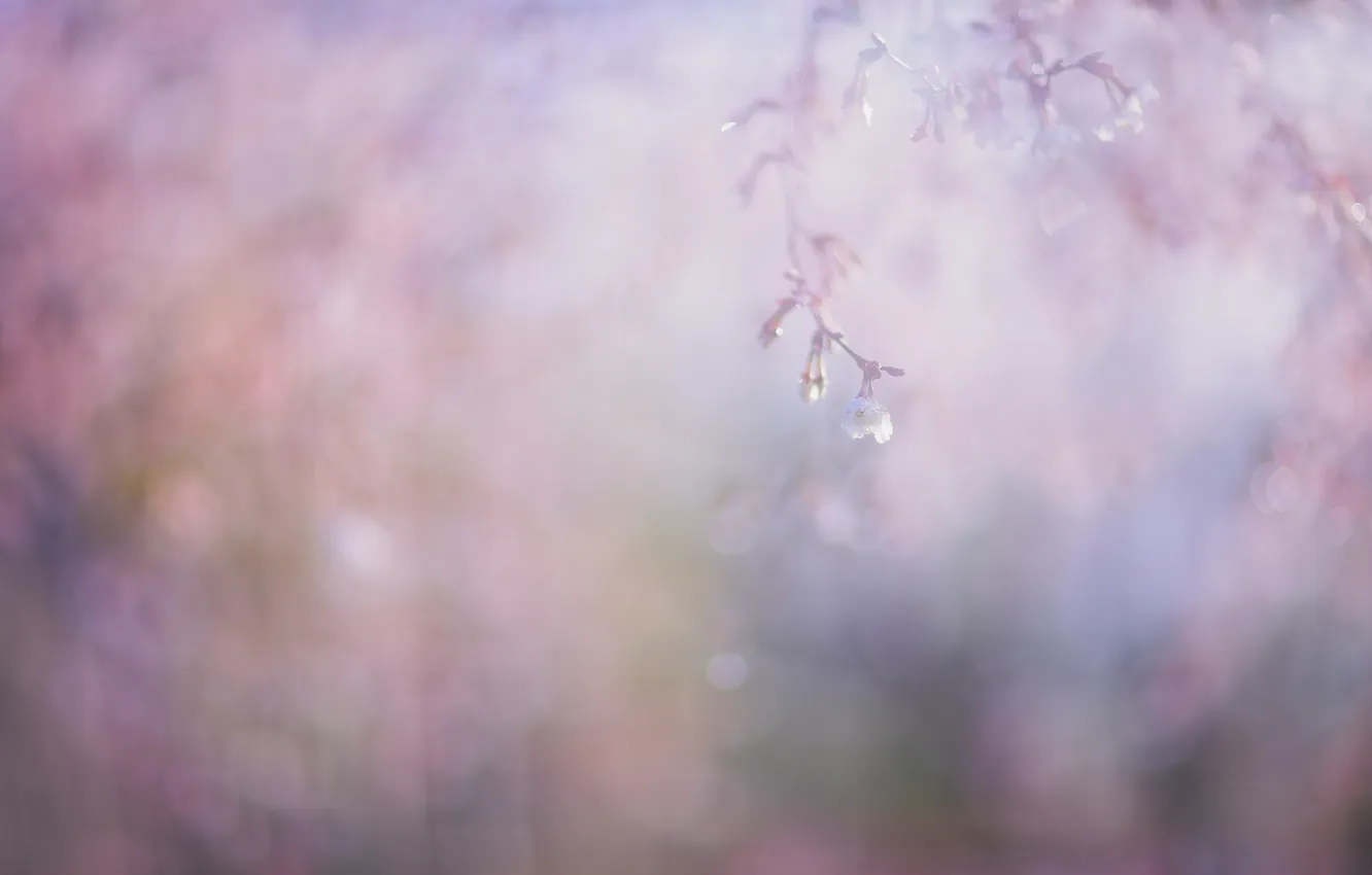Photo wallpaper flower, macro, pink, tenderness, blur, branch, spring, Sakura