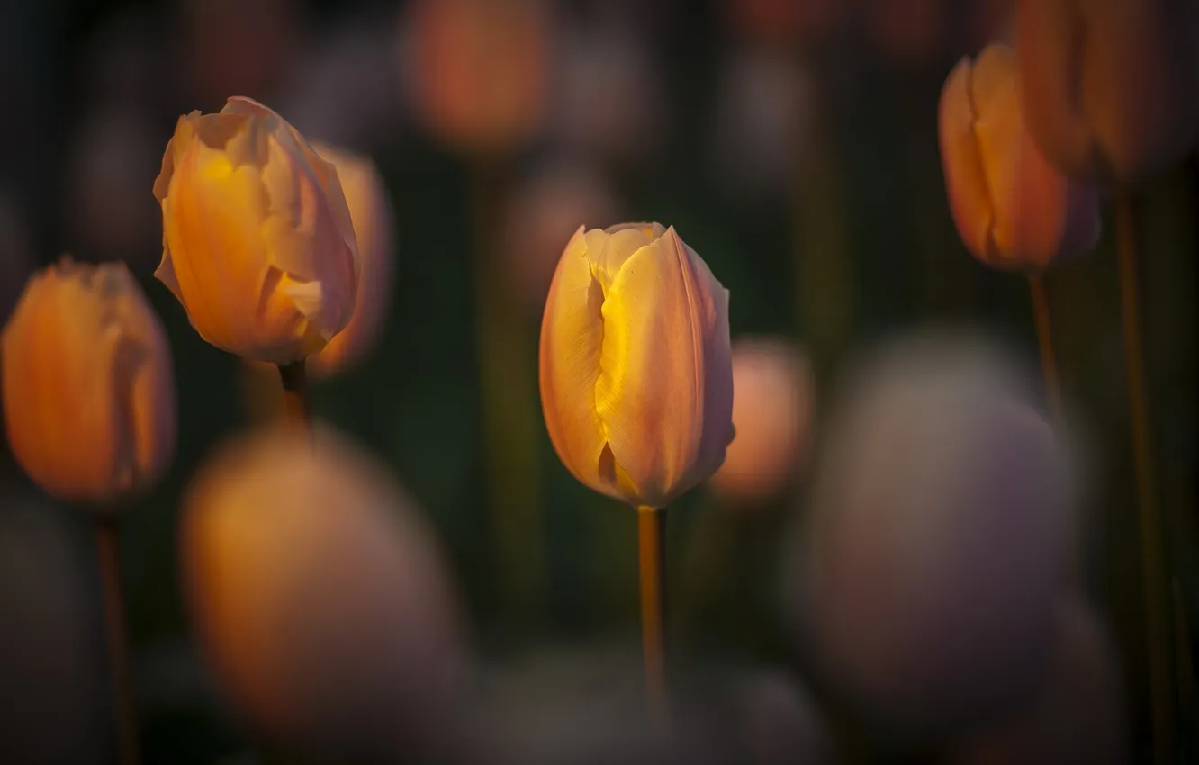 Photo wallpaper light, nature, tulips