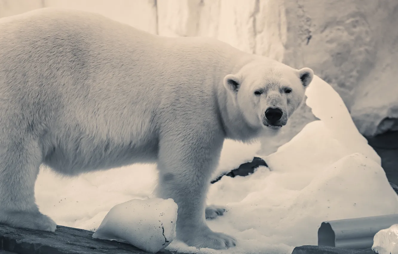 Photo wallpaper look, snow, polar bear, monochrome, polar