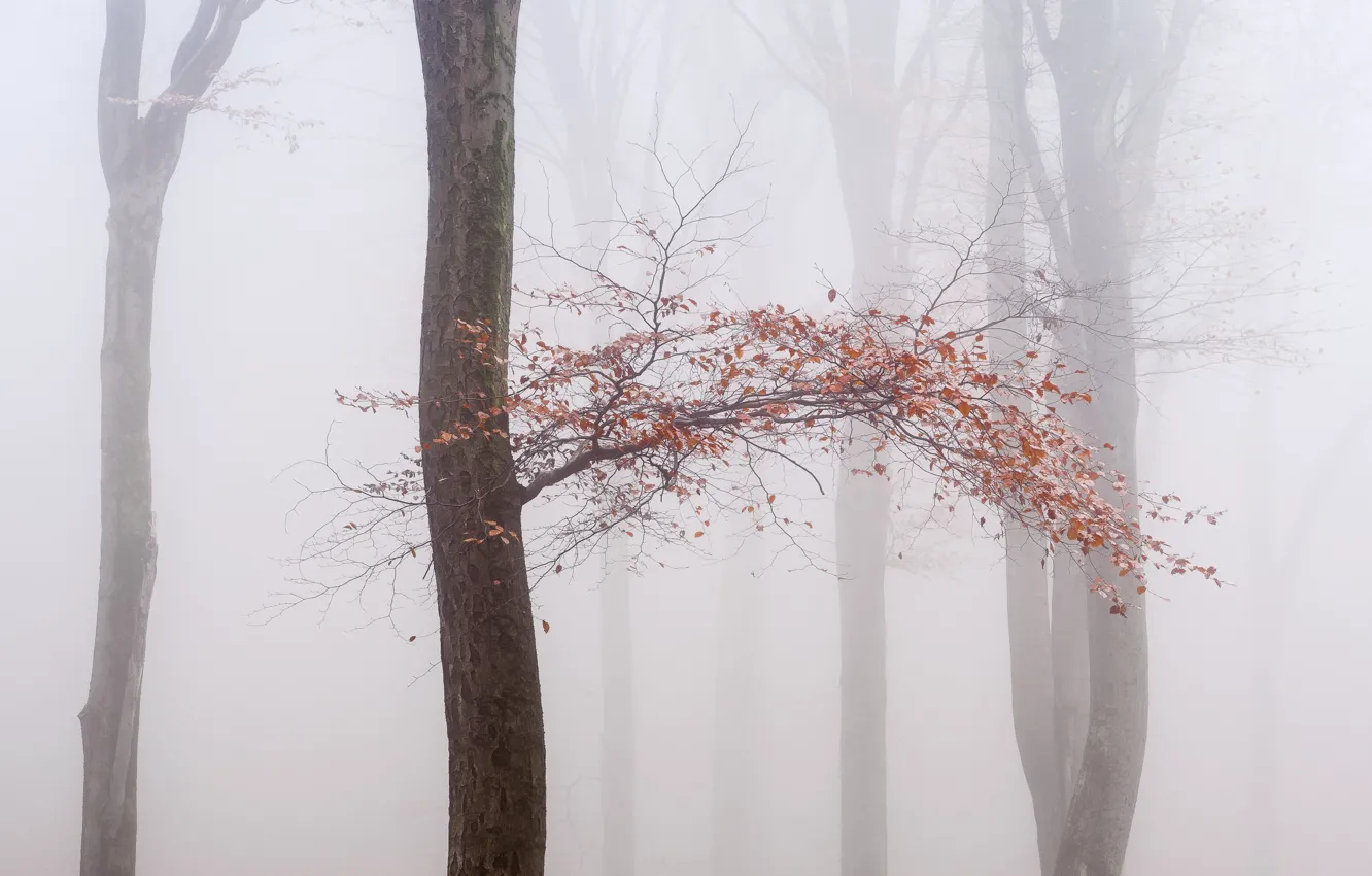 Photo wallpaper autumn, trees, fog
