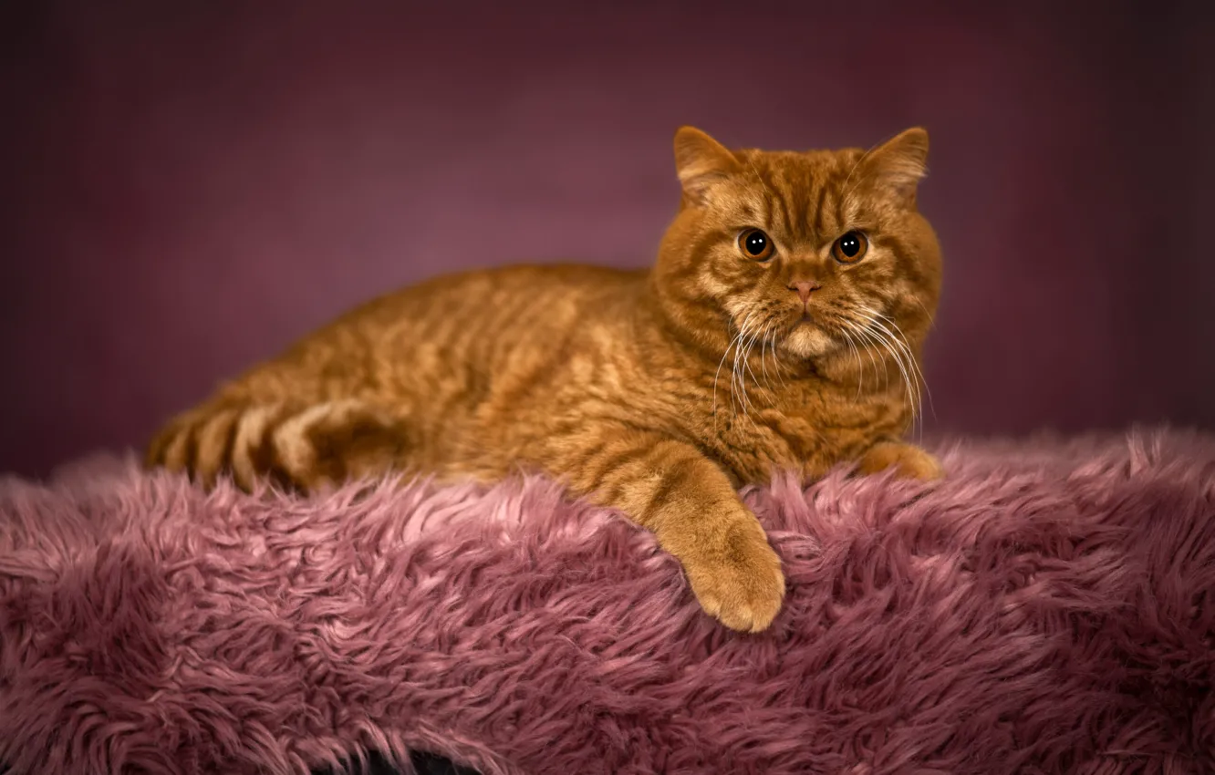 Photo wallpaper cat, cat, look, pose, face