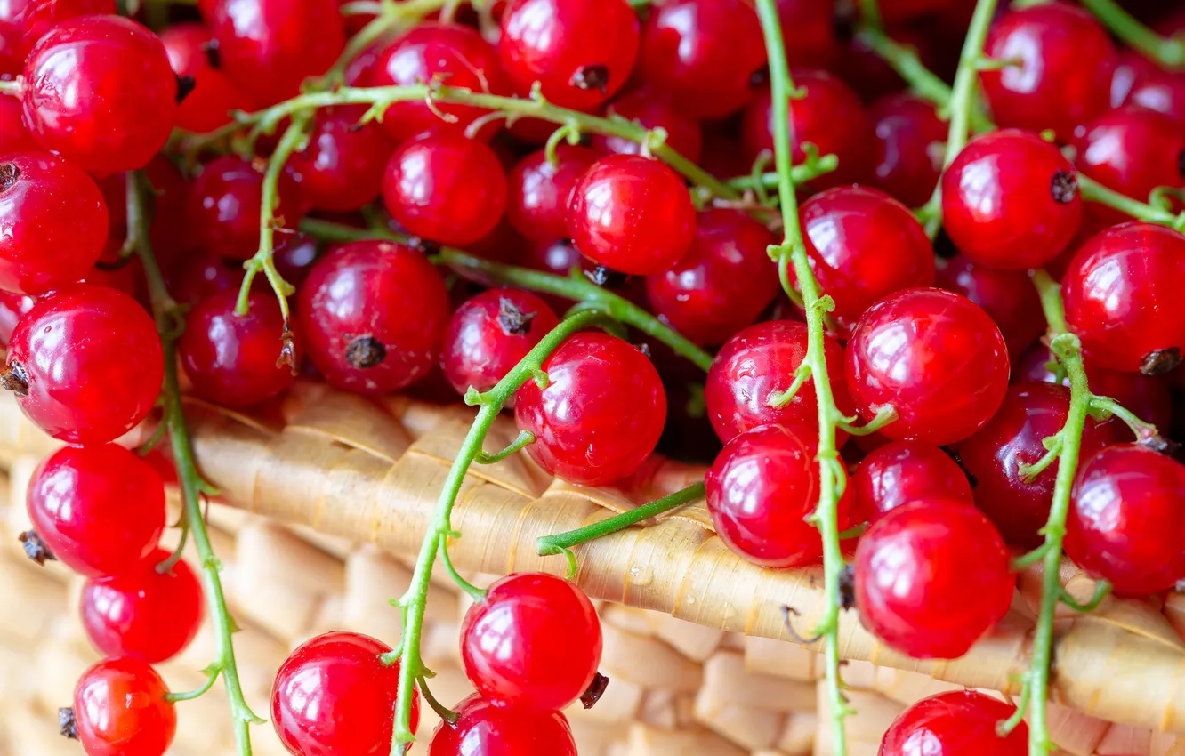 Photo wallpaper macro, red, berries, currants