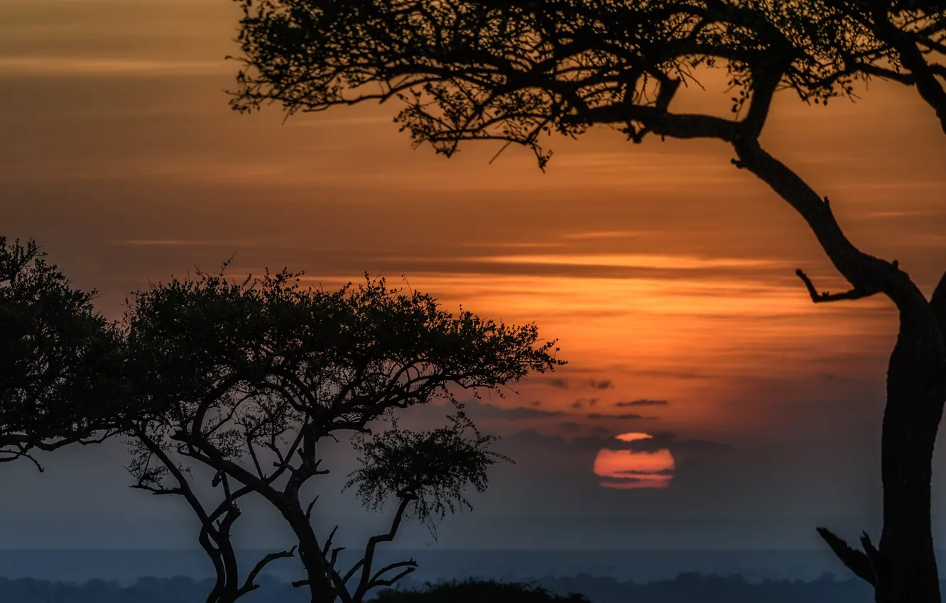 Photo wallpaper the sun, trees, sunset, Africa, Kenya, reserve, Masai Mara