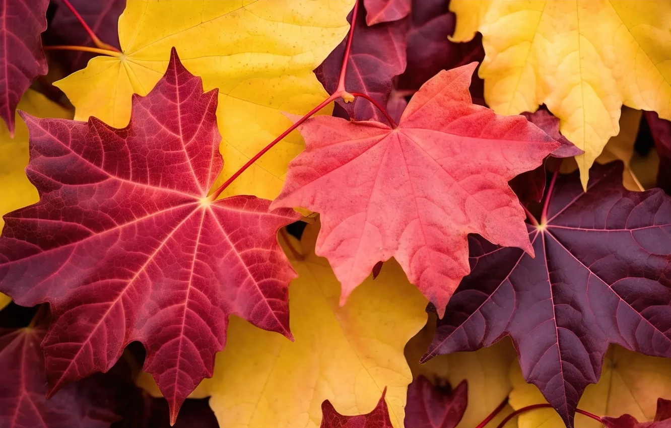 Photo wallpaper autumn, leaves, background, colorful, background, autumn, leaves
