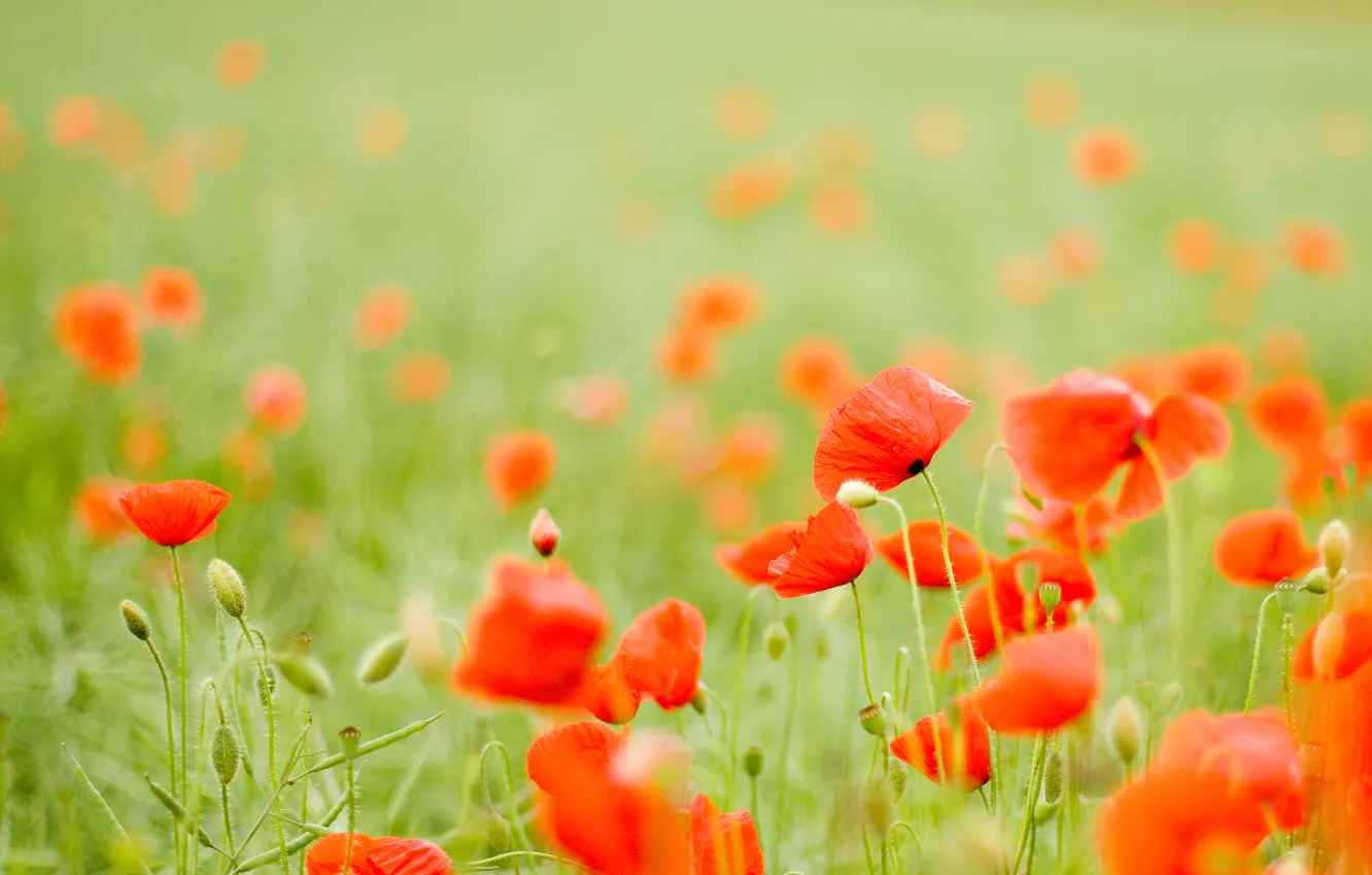 Photo wallpaper field, flowers, red, Maki, buds