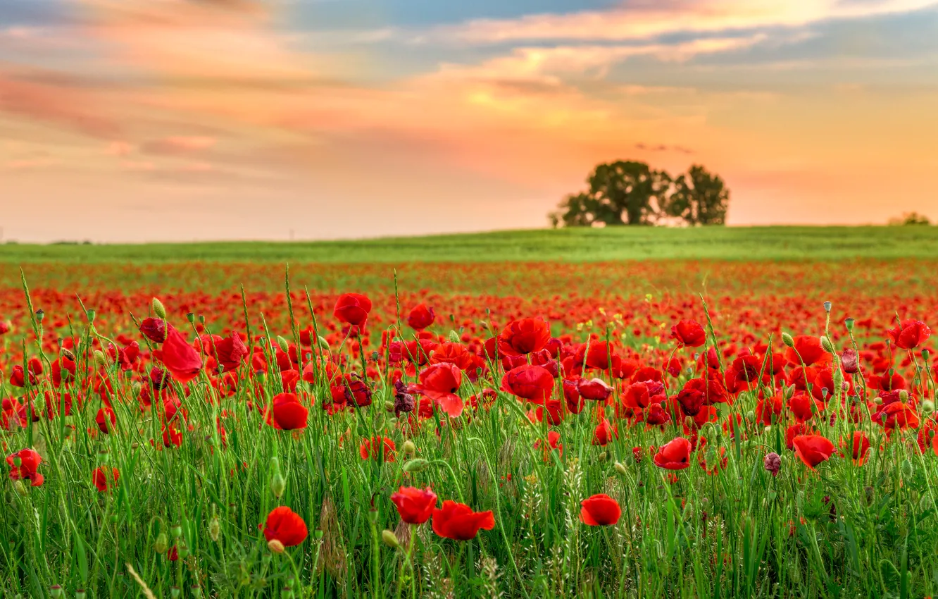 Photo wallpaper field, landscape, sunset, flowers, nature, Maki